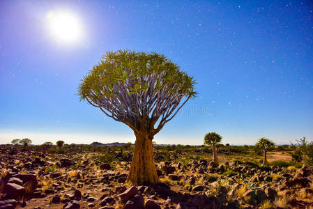 纪念碑 自然 非洲 观光 国家的 天空 岩石 傍晚 树皮