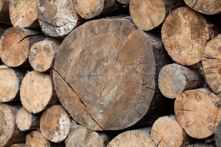 登录中 木柴 堆栈 原木 木桩 纹理 圆圈 行业 树干 木材