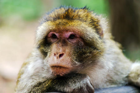 森林里美丽的马卡科猴子