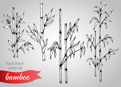 墨水 树叶 艺术 日本人 绘画 形象 竹子 要素 森林 分支
