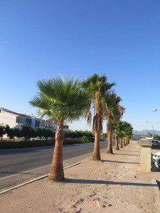 自然 绿色植物 树干 旅游业 天空 街道 植物 路面 植物区系