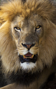 狮子 凝视 激烈的 动物 自然 动物园 鬃毛 游猎 猫科动物