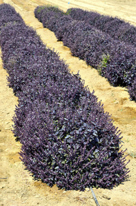 农场 花园 生长 美食家 紫色 特写镜头 颜色 素食主义者