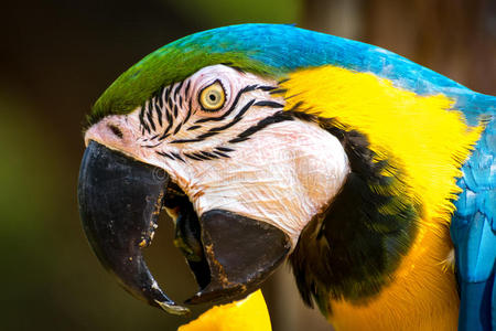 蓝黄金刚鹦鹉Araararauna