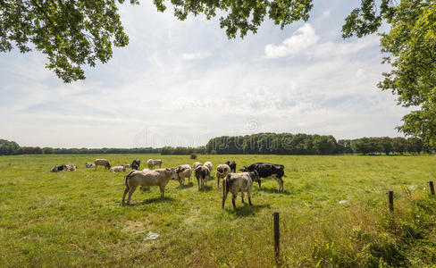 在荷兰草地上放牧奶牛