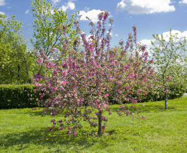 时间 樱桃 公园 春天 植物 莫斯科 樱花 俄罗斯 花园