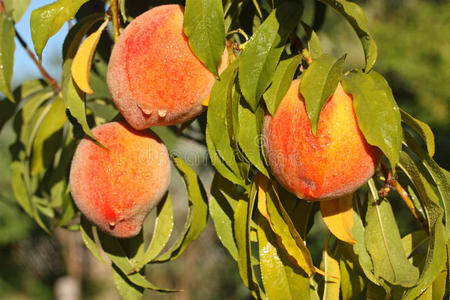 树上新鲜成熟的桃子