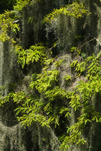 四肢 生长 树叶 自然 颜色 植物 美国 卡罗莱纳州 南方