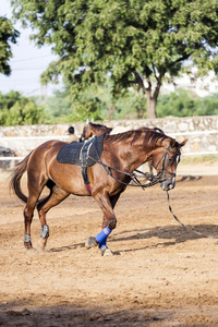 棕色的马是由弓步训练的