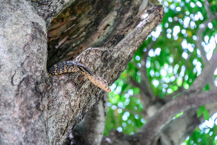 孟加拉监视器蜥蜴在树洞