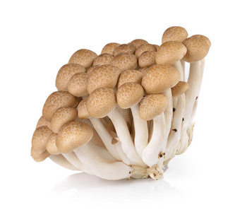 在白色背景上分离出棕色山毛榉蘑菇