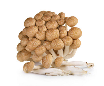 在白色背景上分离出棕色山毛榉蘑菇