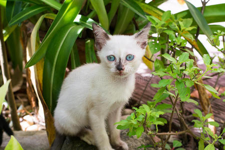 甜的 面对 有趣的 花园 猫科动物 漂亮的 可爱极了 基蒂