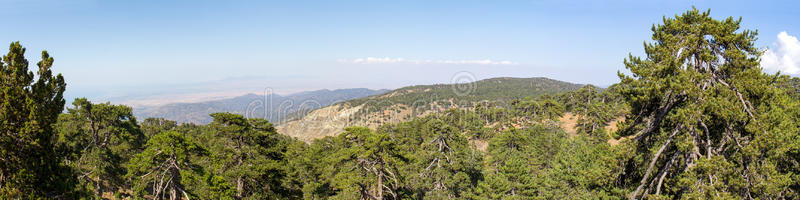 塞浦路斯。 山峰和生长的黑松的全景。