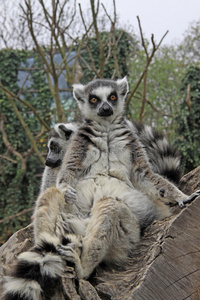 动物 马达加斯加 猴子 毛皮 哺乳动物 乐趣 漂亮的 非洲
