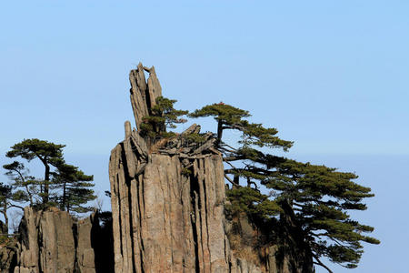 悬崖 天空 美丽的 木材 分支 瓷器 植物 黄山 岩石 树干