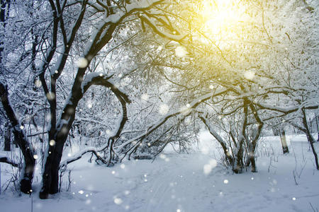 太阳 冬天 美女 季节 木材 圣诞节 美丽的 公园 阳光