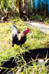 家禽 自由的 鸡蛋 特写镜头 农场 纳特 羽毛 领域 母鸡