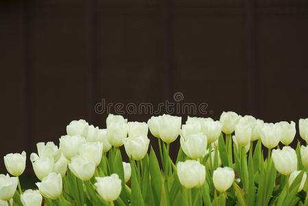 花瓣 郁金香 激情 花束 植物 美丽的 复制 颜色 美女