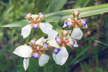 地面兰花开花