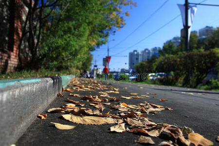 夏季景观