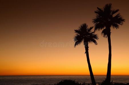 有棕榈树的日落。