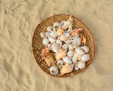 缅甸 特写镜头 米色 生活 收集 鹦鹉螺 贝壳 篮子 软体动物