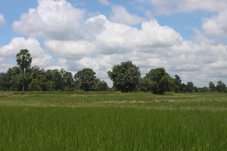 土地 灌溉 农业 农事 作物 美丽的 农场 生长 稻谷 自然