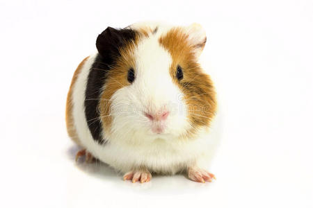 可爱的豚鼠白色背景下的鱼卵豚鼠在一个阳光明媚的春日里,在草地上