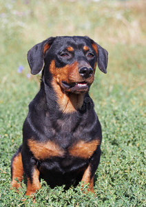 肖像 打猎 猎犬 朋友 腊肠犬 姿势 草坪 猎人 服从 有趣的