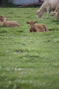 草丛中的棕色小牛