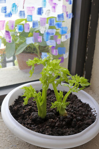 调料品 烹饪 植物学 素食主义者 艺术 蔬菜 美食家 营养