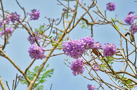 自然 植物学 花粉 特写镜头 夏天 美女 植物 紫色 亚洲