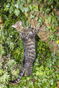 在花园里猎猫