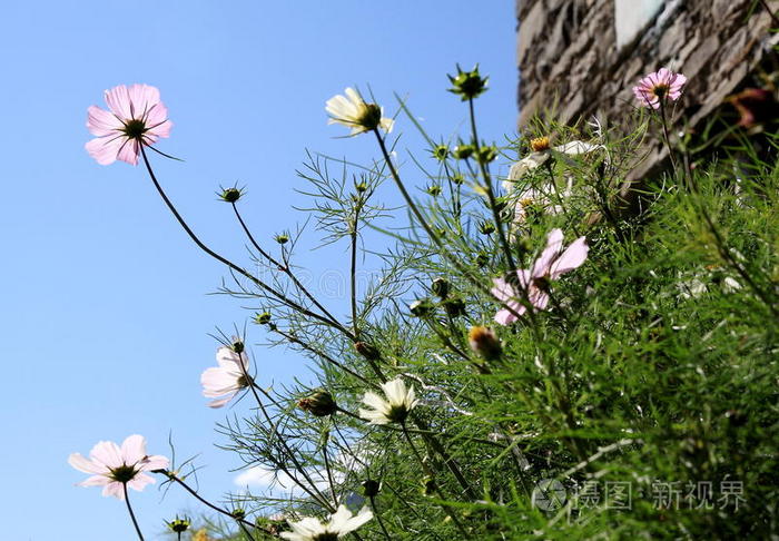 葛桑花照片-正版商用图片1ty8bl-摄图新视界