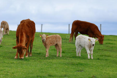 爱尔兰西部草地车道上的一群奶牛