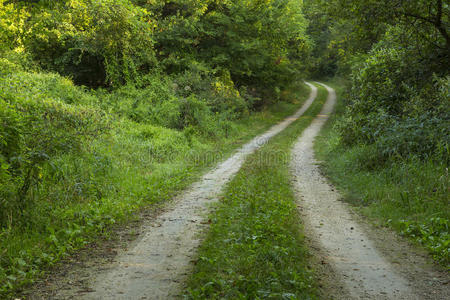 林间小路