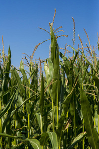 农事 粮食 土地 玉米地 环境 花粉 耳朵 圆面包 植物