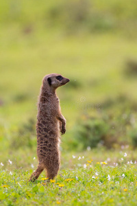站立 猫鼬 动物 沙漠 苏里塔 南非 荒野 哺乳动物 可爱的