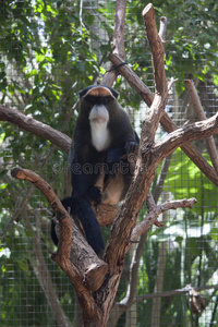 长臂猿坐在树上