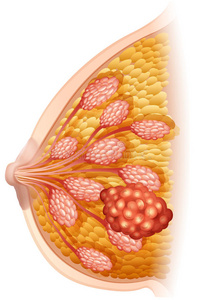 乳腺图图片-乳腺图素材-乳腺图插画-摄图新视界