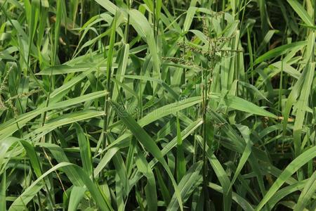 电脑桌面长草图片-电脑桌面长草素材-电脑桌面长草插画-摄图新视界