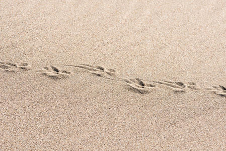 沙子复制空间中的动物痕迹