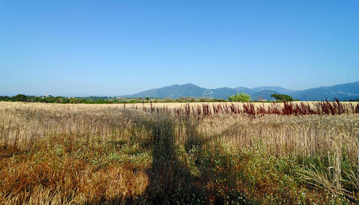 法国 国家 风景 旅行 科西嘉岛 旅游业 欧洲 平原 麦田