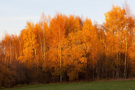 乡村 风景 照亮 斯堪的纳维亚 十月 树叶 北欧 秋天 领域