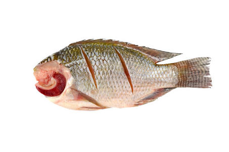 白底尼罗河罗非鱼照片