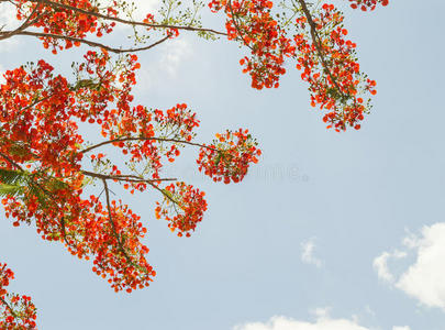 艺术 夏天 火焰 天空 粉红色 纹理 自然 花的 墙纸 古老的