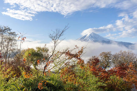 秋天的叶子和福吉山的颜色，早上有雾