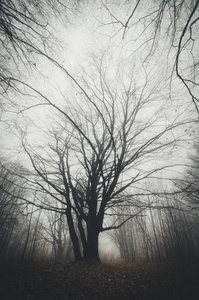 薄雾 情绪 树叶 诡异的 风景 植物区系 朦胧 探索 神秘