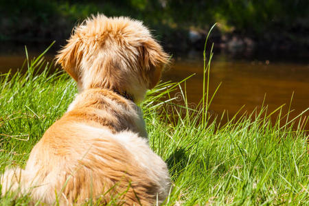 可爱的 幼犬 犬科动物 乞求 动物 面对 采用 高飞 有趣的